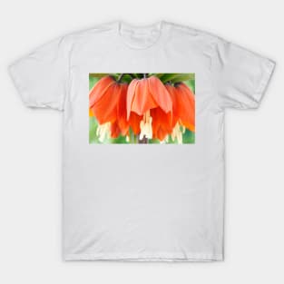 Fritillaria imperialis  &#39;Rubra&#39;  Crown imperial  Fritillary T-Shirt